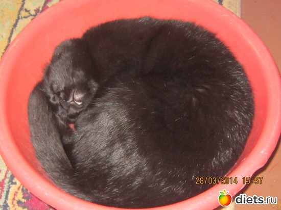 тазик, альбом: кот