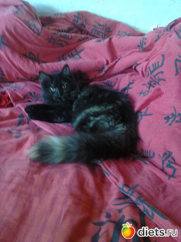 1 фото: фото отчеты