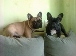 French bulldogs Amre Mio!
