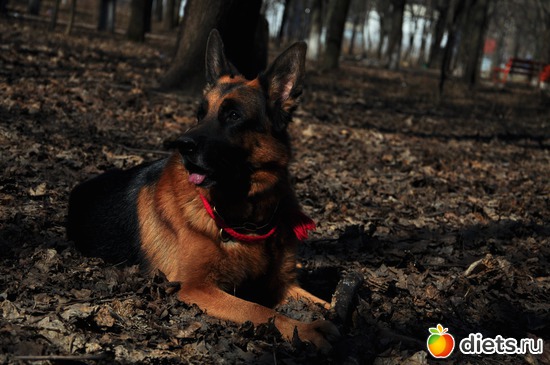 5 фото: мой Собакин