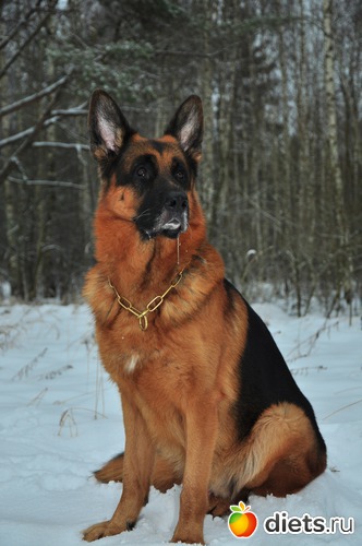 3 фото: мой Собакин