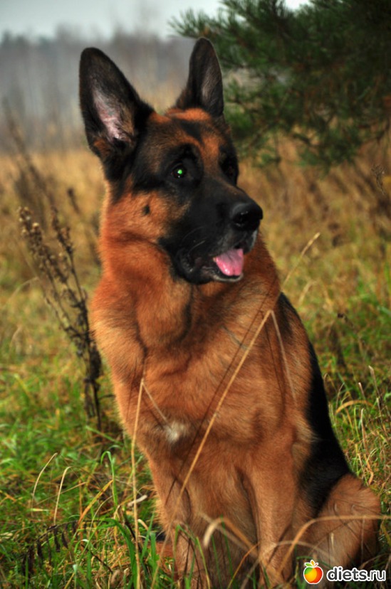 6 фото: мой Собакин