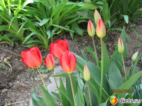 56 ����: �����-����-����� 2013 - 2015