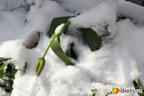 9 фото: весна