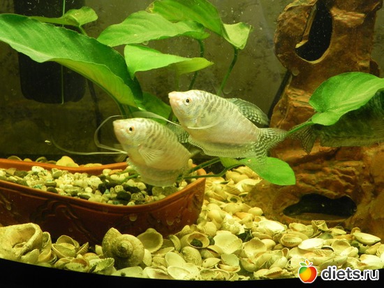 4 фото: няшки