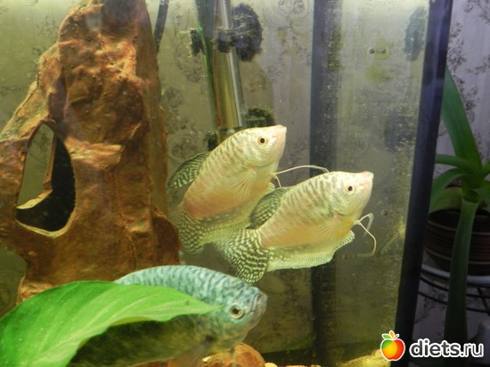 6 фото: няшки