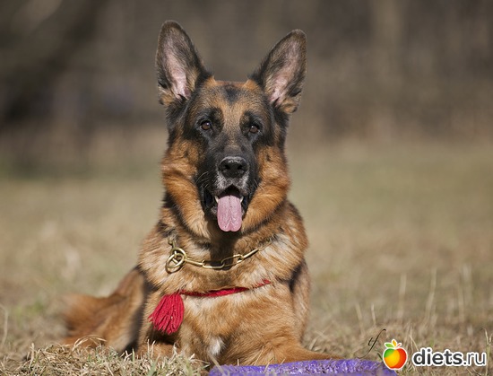 Весенняя фотосессия, альбом: мой Собакин