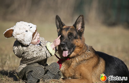 "А тут у собачки глазки", альбом: мой Собакин