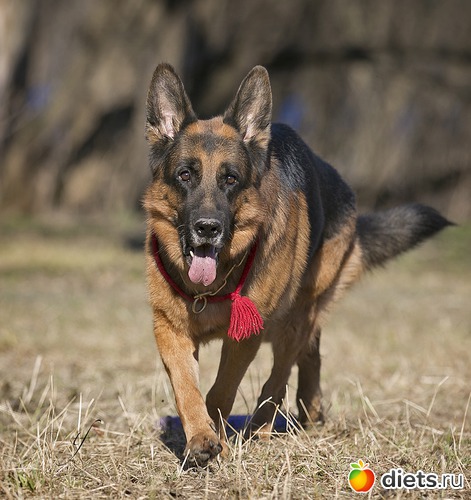 12 фото: мой Собакин