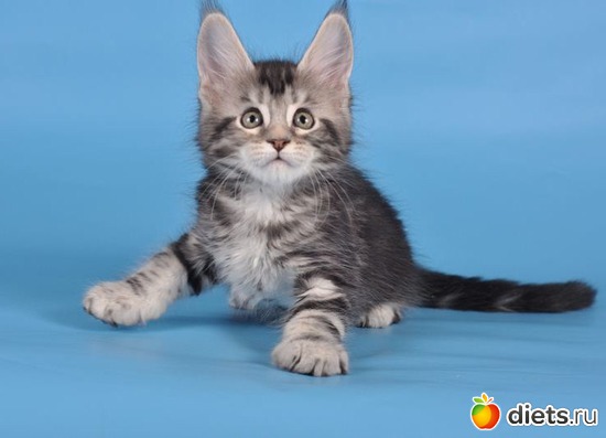 Queen VIKTORIA, :  -   !