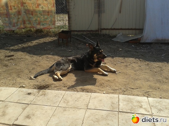 Гера, альбом: Зверье мое