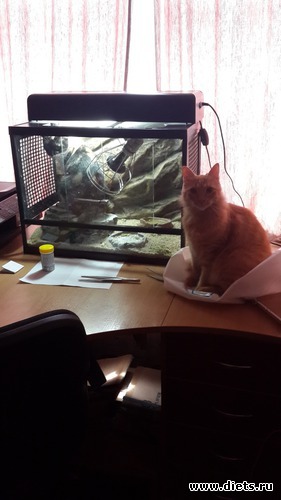 46 ����: ��� ������� �����