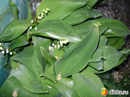 В апреле уже зацвели ландыши, альбом: Сад и огород