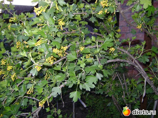 Цветёт чёрная смородина, альбом: Сад и огород