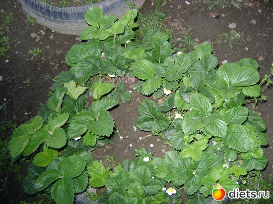 В апреле зацвела клубника, альбом: Сад и огород