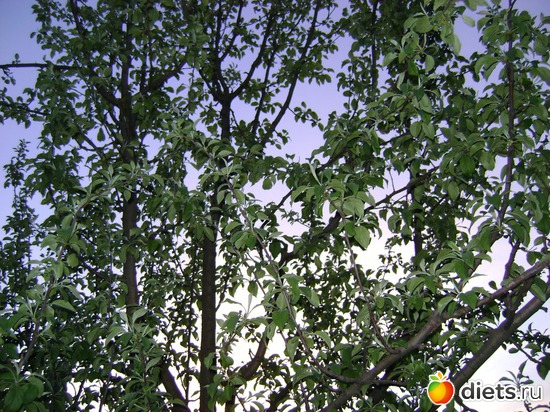 Яблоня, альбом: Сад и огород