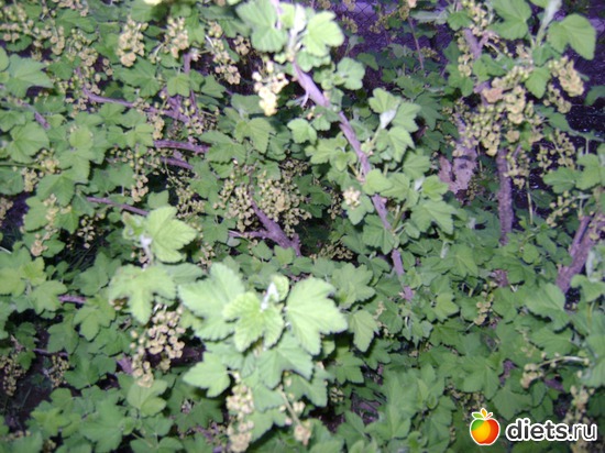 Красная смородина, альбом: Сад и огород