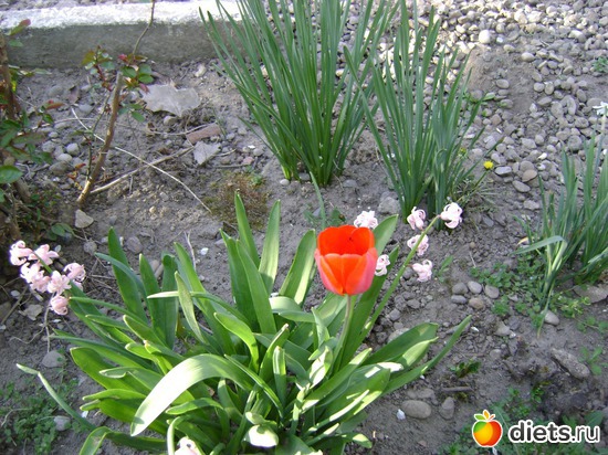 Цветут тюльпаны,нарциссы и гиацинты, альбом: Сад и огород