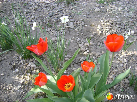 Цветут тюльпаны,нарциссы и гиацинты, альбом: Сад и огород