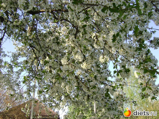 Цветёт вишня, альбом: Сад и огород