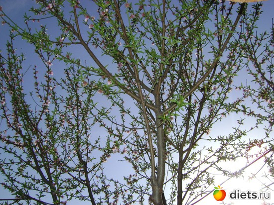 Персик уже отцвёл, альбом: Сад и огород