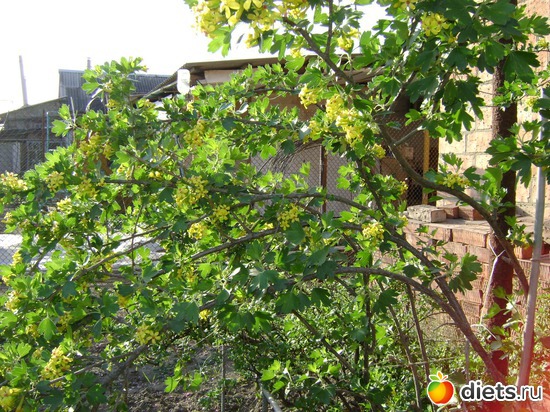 Чёрная смородина, альбом: Сад и огород