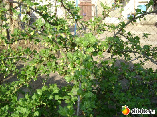 Крыжовник, альбом: Сад и огород