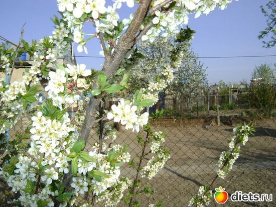 Сливово-вишнёвый гибрид, альбом: Сад и огород