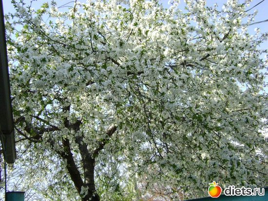 Цветёт вишня, альбом: Сад и огород