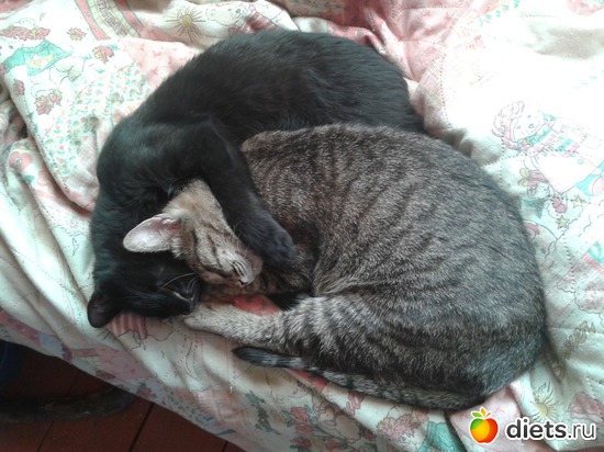 Сон 2, альбом: Зверье мое