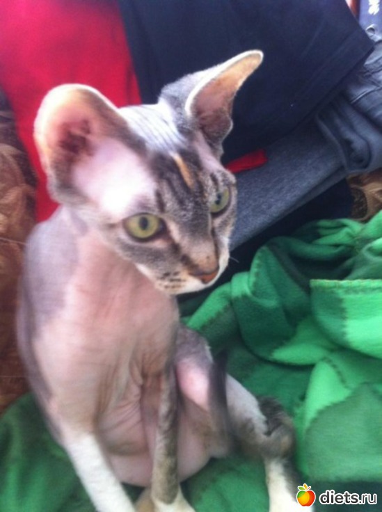 12 ����: �