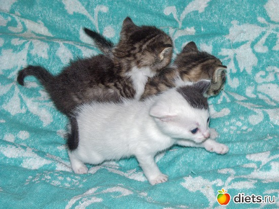 111 фото: кошки