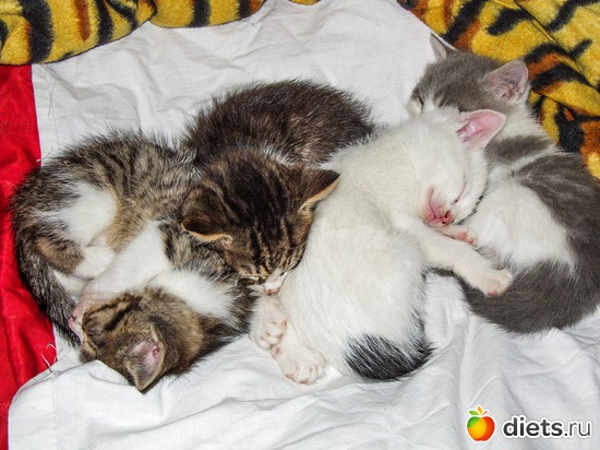 113 фото: кошки