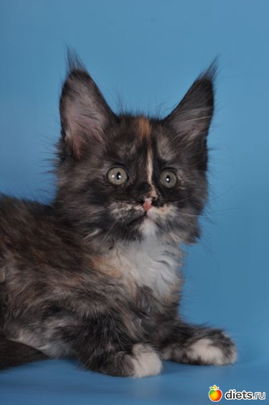 ..QUEEN GOLDEN NIGHT(1 20 ), :  -   !