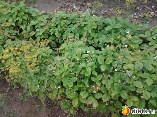 5 фото: дача