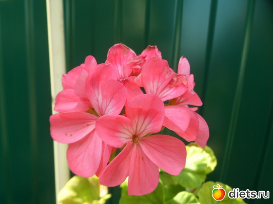 3 ����: ��������