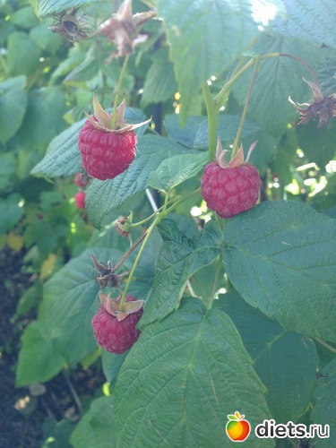 Обед 37/90, альбом: Питашка 90 дней