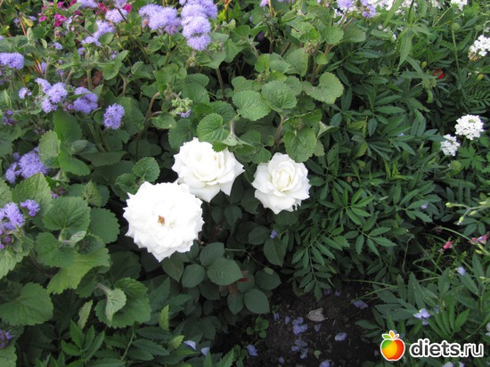 7 фото: Цветы