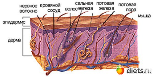 подкожно жировая клетчатка кожи лица