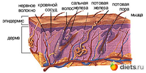 Кожа лица подкожная клетчатка