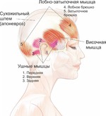 Мышцы свода черепа и их роль для сохранения подтянутого лица