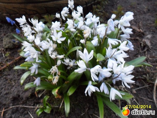 71 фото: Цветы в огороде