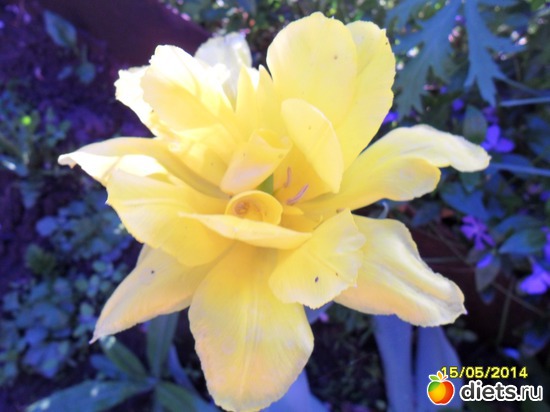 72 фото: Цветы в огороде