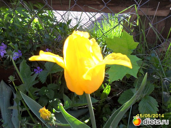 73 фото: Цветы в огороде