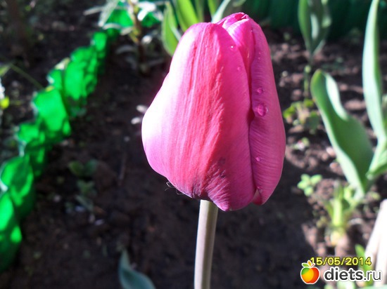 75 фото: Цветы в огороде