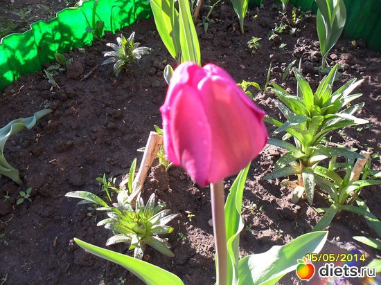 77 фото: Цветы в огороде