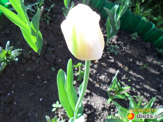 79 фото: Цветы в огороде