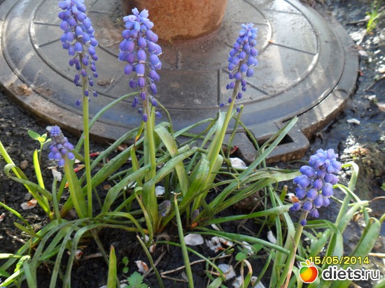 80 фото: Цветы в огороде