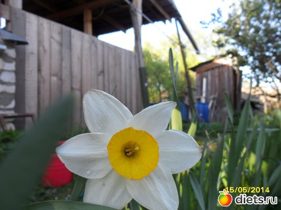 81 фото: Цветы в огороде