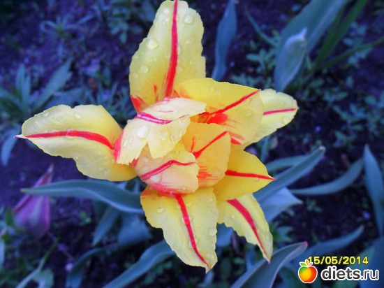 82 фото: Цветы в огороде